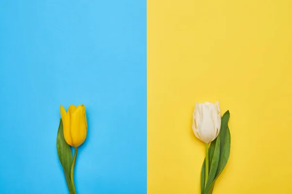 Flatlay pohled ze dvou vzdálených jarní tulipány na modré a žluté b — Stock fotografie