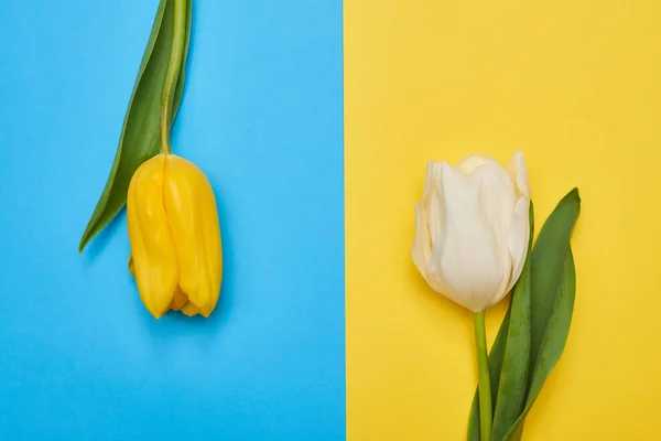 Flatlay nézet a háttérben feküdt fehér és sárga tulipánok — Stock Fotó