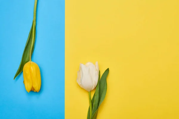 Ett par av Vårens blommor arrangerade på olika flatlays — Stockfoto
