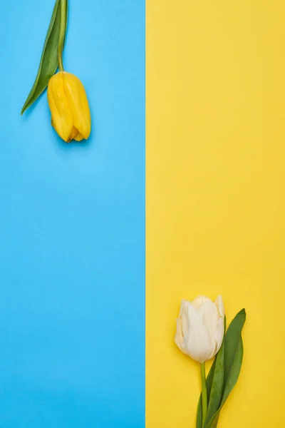 Duas tulipas diferentes com um espaço de cópia isolado sobre leigos planos — Fotografia de Stock