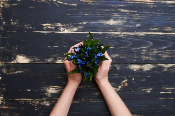 Női kéz tartja a virágcserép, kék hóvirág, lapos laikus p — Stock Fotó