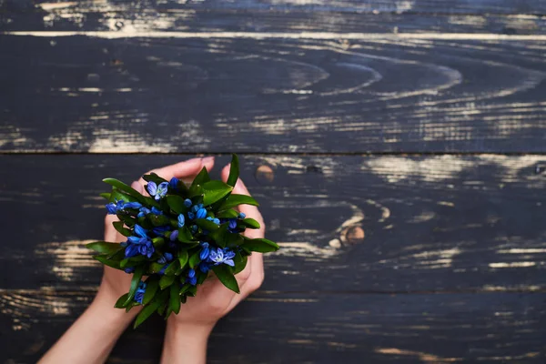 Pote de flores com flores de neve azul em mãos femininas, flat lay — Fotografia de Stock