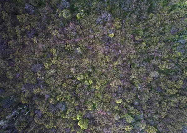 Trees becoming green in early spring, aerial shot — Stock Photo, Image