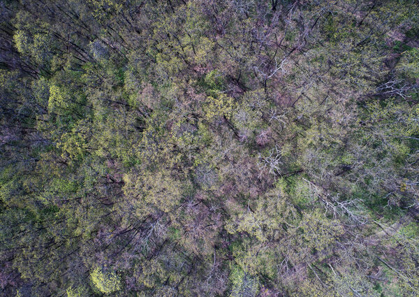 Aerial shot over spring forest waking up from winter
