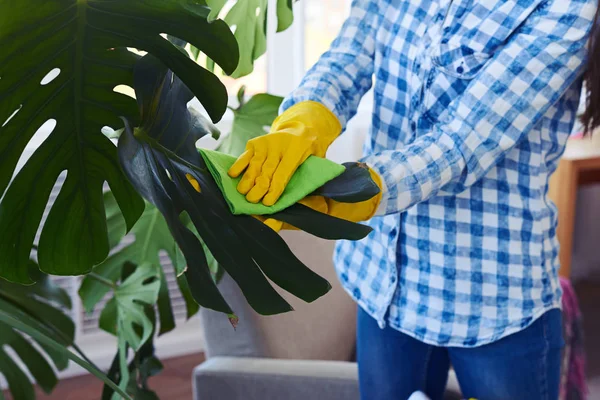 Brunette in gloves cleaning leaves of houseplant — Stock Photo, Image