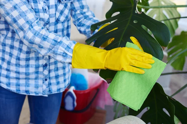 Magere vrouw in handschoenen schoonmaken bladeren van kamerplant — Stockfoto
