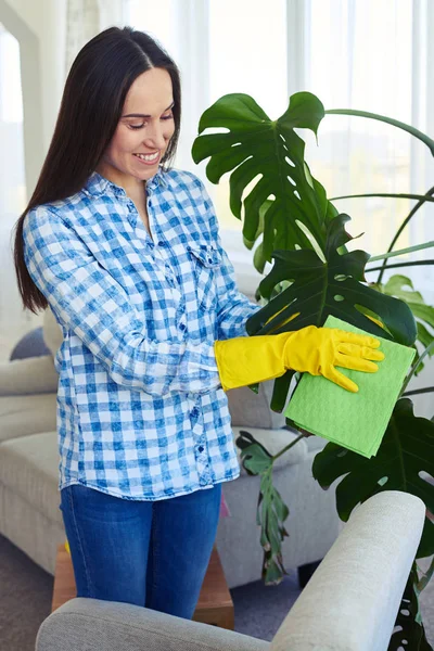 Belle charwoman dans gants nettoyage feuilles de houseplant — Photo