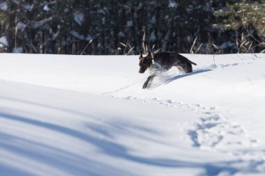 Alman işaretçi, orman