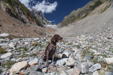 Köpek, işaretçi, orman