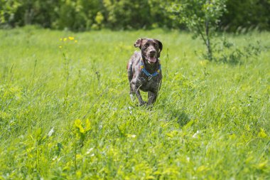 Çalışan köpek yürüyüş