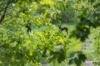 Köpek orman, işaretçi