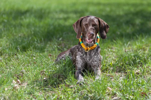 Dog, pointer, forest — Stock Photo, Image