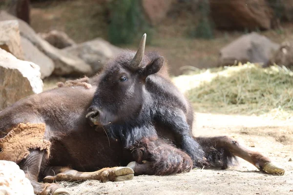 Bisonte-americano - Bisonte-bisão — Fotografia de Stock