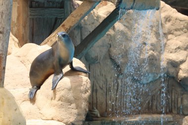 Kaliforniya deniz aslanı göstermek - zalophus californianus