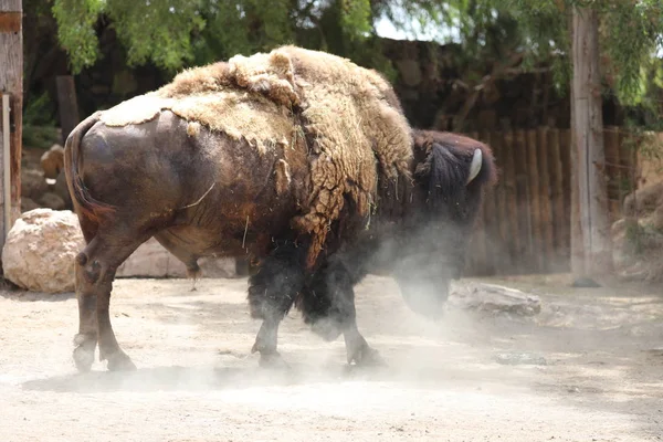 American Bison - Bison bison — Stock Photo, Image