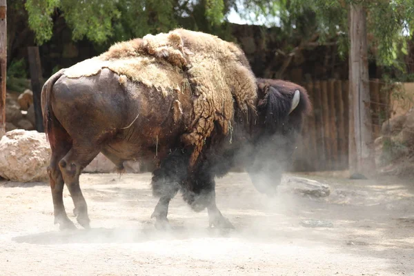 American Bison - Bison bison — Stock Photo, Image