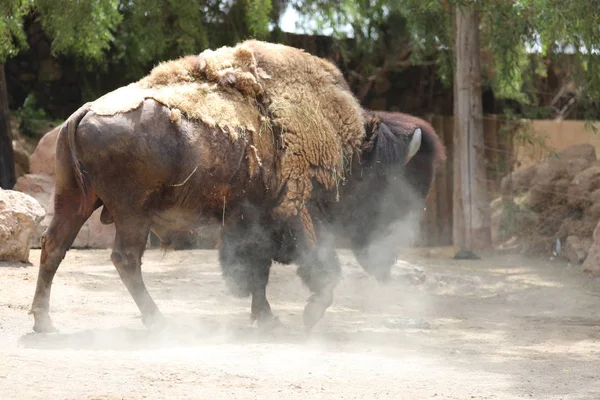 Amerikanischer bison - bison bison — Stockfoto