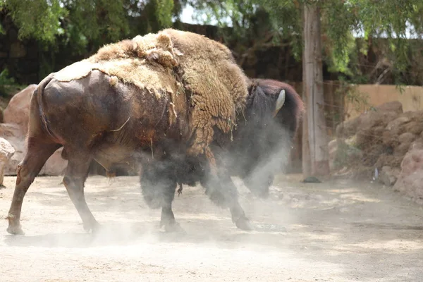 American Bison - Bison bison — Stock Photo, Image