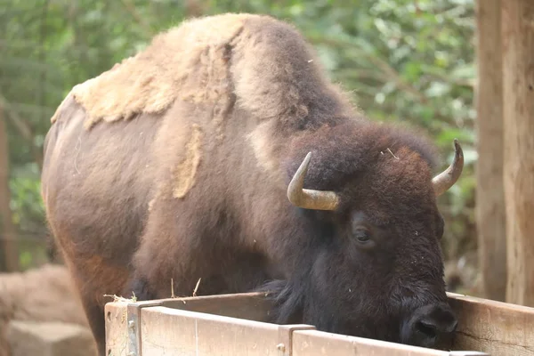 Bisonte americano Bisonte — Foto de Stock
