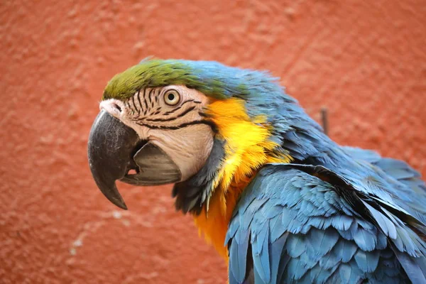 A Blue-and-Yellow Macaw - Ara Ararauna — Stock Photo, Image