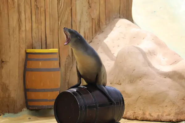 California Sea Lion Show - Zalophus californianus — Stock Photo, Image