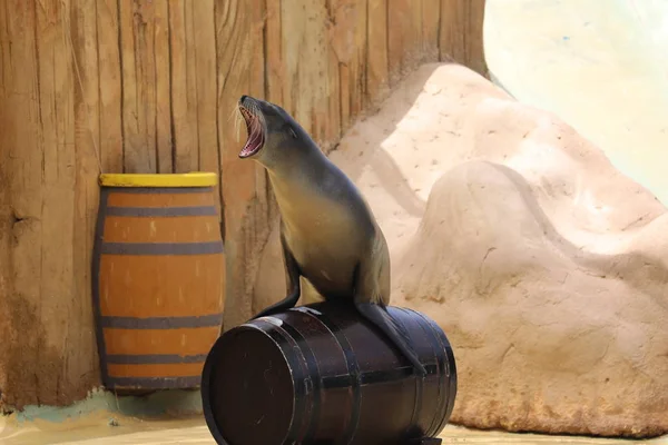 California Sea Lion Show - Zalophus californianus — Stock Photo, Image