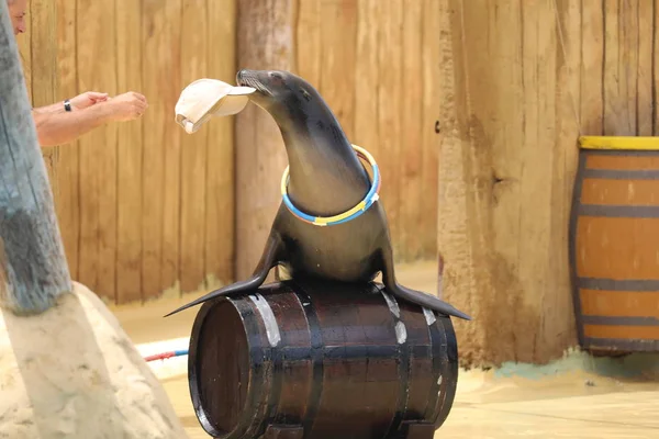 California Sea Lion Show - Zalophus californianus — Fotografie, imagine de stoc