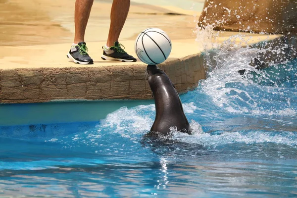 California Sea Lion Show - Zalophus californianus - Stock-foto