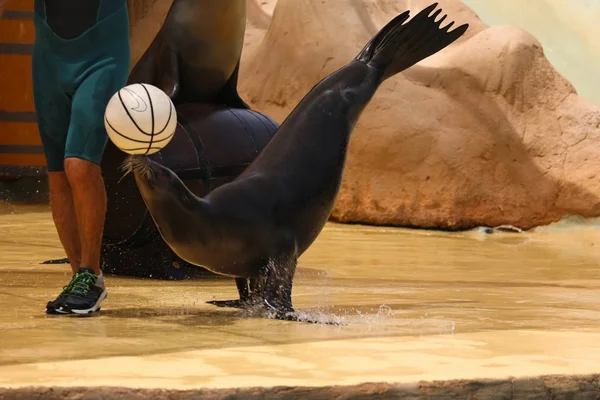 California Sea Lion Show - Zalophus californianus — Stock Photo, Image