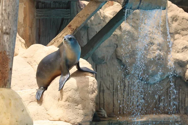 California Sea Lion Show - Zalophus californianus — Stock Photo, Image