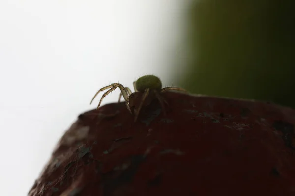 Αγγούρι πράσινη αράχνη - Araniella cucubitina — Φωτογραφία Αρχείου