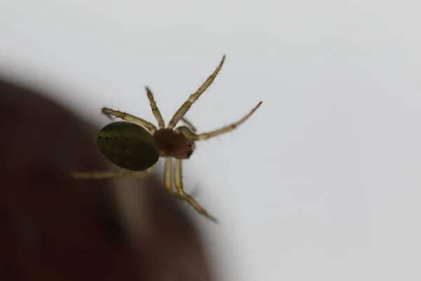 Pepino Aranha Verde - Araniella cucubitina — Fotografia de Stock