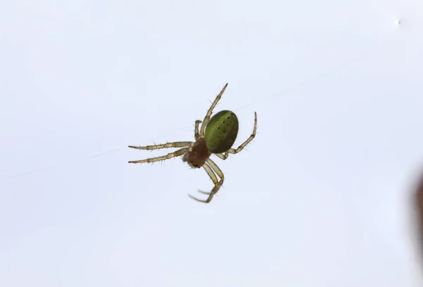 Araña verde pepino - Araniella cucubitina —  Fotos de Stock