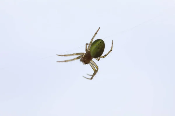 Uborka Zöld Pók - Araniella cucubitina — Stock Fotó