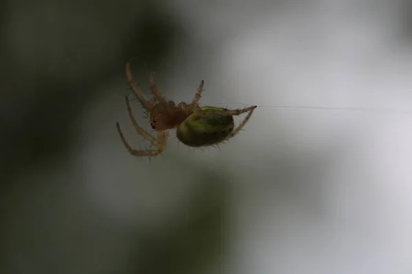 Salatalık Yeşil Örümcek - Araniella cucubitina — Stok fotoğraf