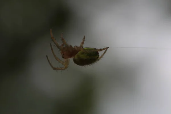 Cucumber Green Spider - Araniella cucubitina — стокове фото