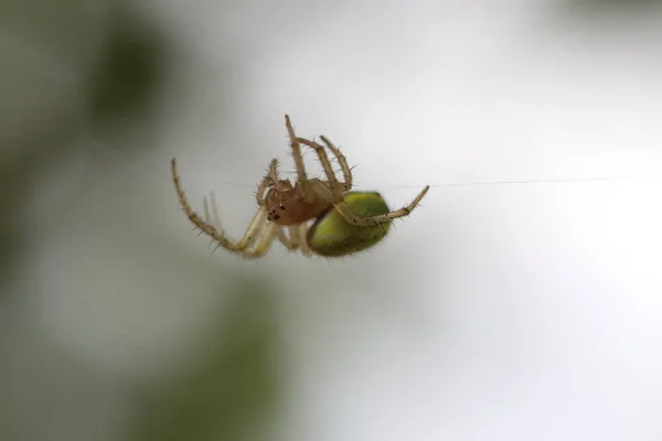 Okurkový zelený pavouk - Araniella cucubitina — Stock fotografie