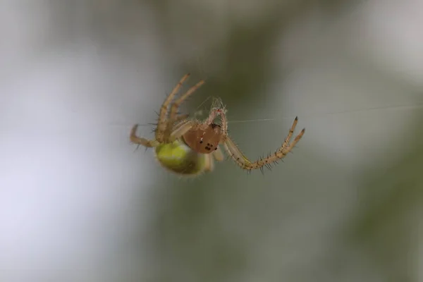 Okurkový zelený pavouk - Araniella cucubitina — Stock fotografie