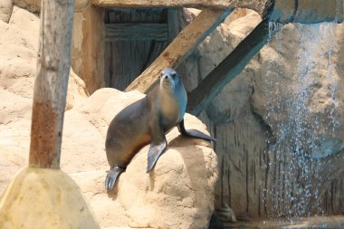 Kaliforniya deniz aslanı göstermek - zalophus californianus