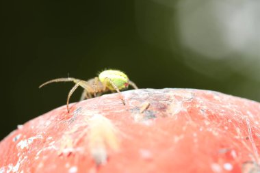 Salatalık Yeşil Örümcek - Araniella cucubitina