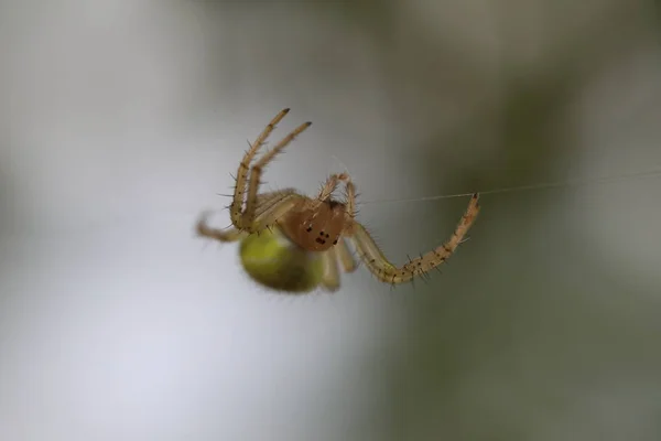 Okurkový zelený pavouk - Araniella cucubitina — Stock fotografie
