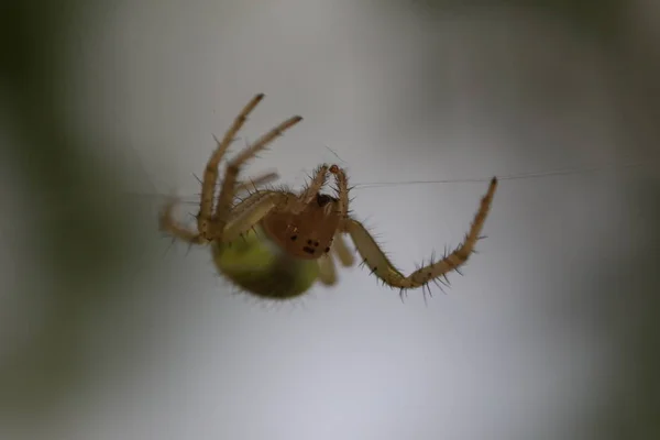 Gurken grüne Spinne - araniella cucubitina — Stockfoto