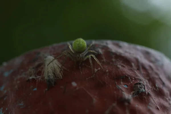 Okurkový zelený pavouk - Araniella cucubitina — Stock fotografie