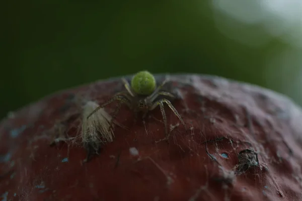 Cucumber Green Spider - Araniella cucubitina — Stock Photo, Image
