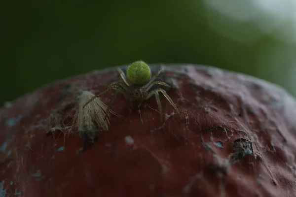 Cucumber Green Spider - Araniella cucubitina — стокове фото