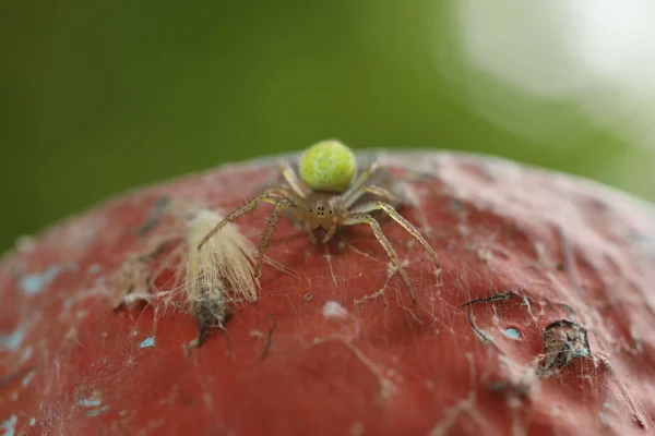 Cucumber Green Spider - Araniella cucubitina — стокове фото