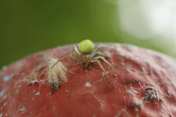 Cucumber Green Spider - Araniella cucubitina — стокове фото