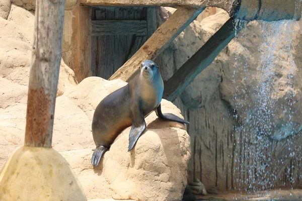 California Sea Lion Show - Zalophus californianus — Stock Photo, Image