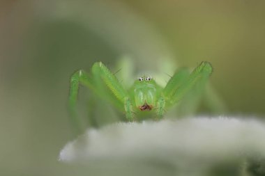 Yeşil Avcı Örümcek - Micrommata canlanıyor
