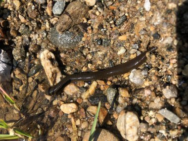 At Sülüğü - Haemopis sanguisuga